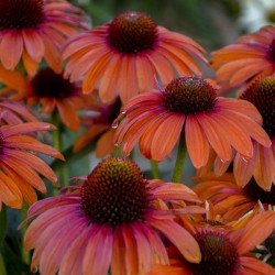 Seminte ECHINACEA purpurea POLLY NATION Orange Red 1000s