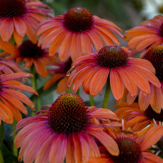 Seminte ECHINACEA purpurea POLLY NATION Orange Red 500s