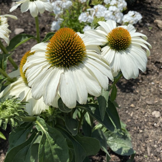 Seminte ECHINACEA purpurea POLLY NATION White 1000s