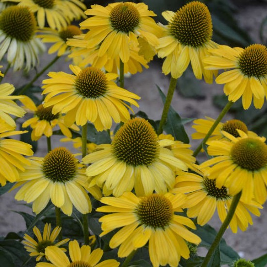 Seminte ECHINACEA purpurea POLLY NATION Yellow 500s