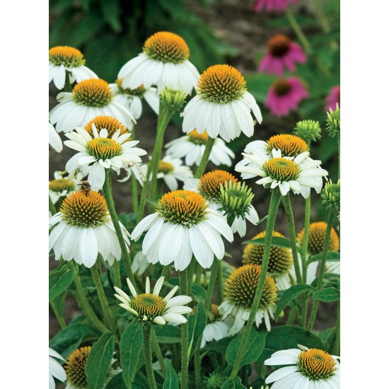 Seminte ECHINACEA purpurea POW WOW White 100s