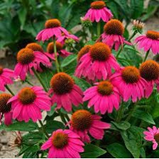 Seminte ECHINACEA purpurea POW WOW Wild Berry 100s