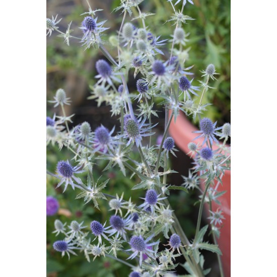 Seminte ERYNGIUM planum GLITTER Blue 500s