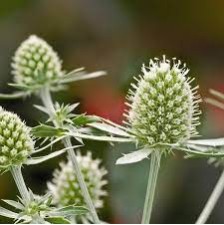 Seminte ERYNGIUM planum GLITTER White 500s