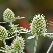 Seminte ERYNGIUM planum GLITTER White 500s
