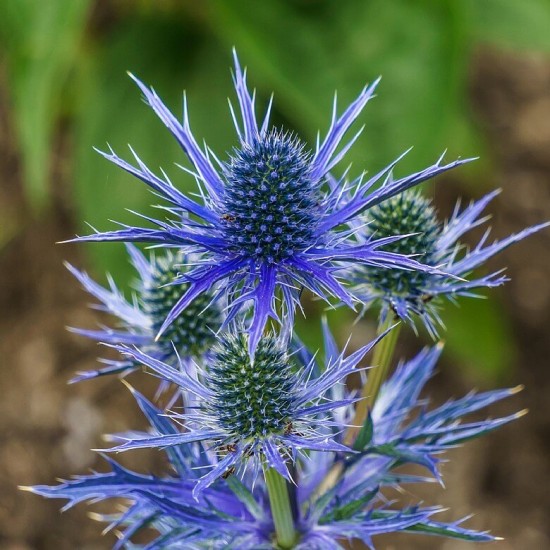 Seminte ERYNGIUM planum HOBBIT Blue 1000s
