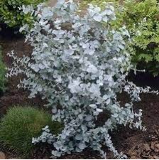 Seminte EUCALYPTUS cinerea Silver Dollar 1000s