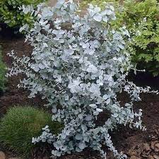 Seminte EUCALYPTUS cinerea Silver Dollar 1000s