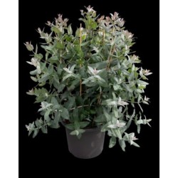 Seminte EUCALYPTUS globulus StyX 1000s