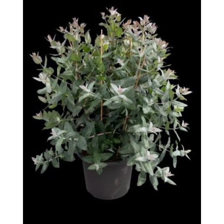 Seminte EUCALYPTUS globulus StyX 1000s