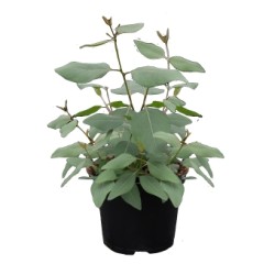 Seminte EUCALYPTUS populnea Murray 1000s