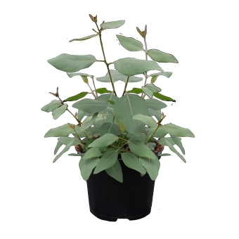 Seminte EUCALYPTUS populnea Murray 1000s