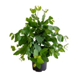 Seminte EUCALYPTUS preissiana Albany 1000s