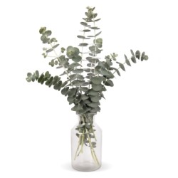 Seminte EUCALYPTUS pulverulenta Baby Blue Bouquet 1000s