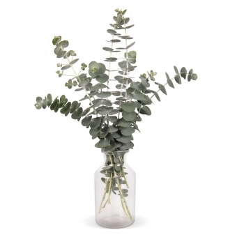 Seminte EUCALYPTUS pulverulenta Baby Blue Bouquet 1000s