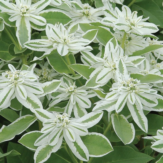 Seminte EUPHORBIA marginata MOUNTAIN Snow –Laptele cucului 