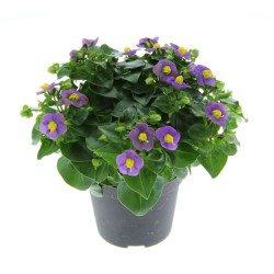 Seminte EXACUM affine PRINCESS Blue Deep -Violeta persana 