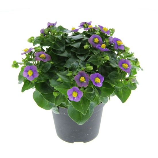 Seminte EXACUM affine PRINCESS Blue Deep -Violeta persana 