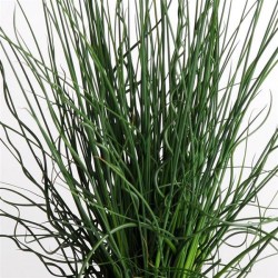Seminte Colorgrass-JUNCUS Twister Arrows 1000 multidrajeuri