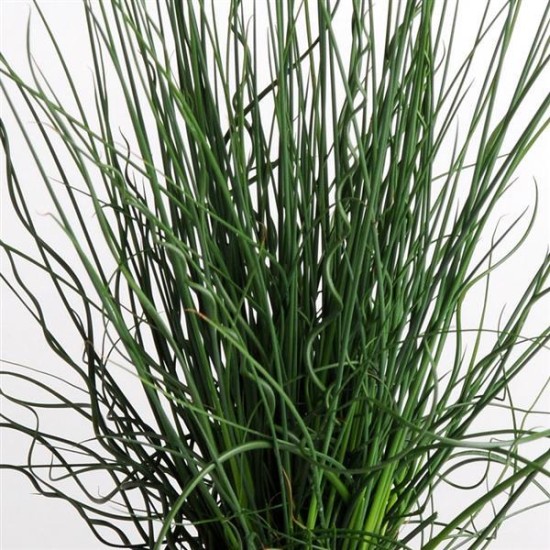 Seminte Colorgrass-JUNCUS Twister Arrows 1000 multidrajeuri