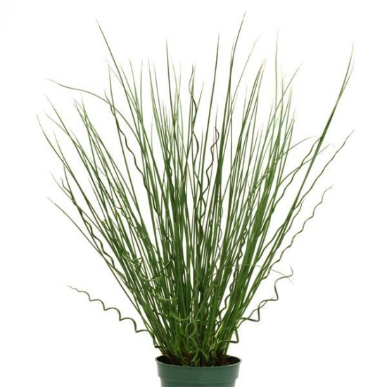Seminte Colorgrass-JUNCUS Twister Arrows 100 multidrajeuri