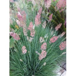 Seminte Colorgrass-MELINIS nerviglumis Savannah 1000s