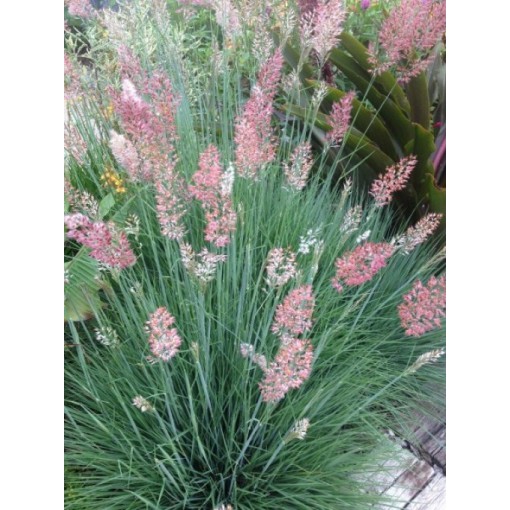 Seminte Colorgrass-MELINIS nerviglumis Savannah 1000s