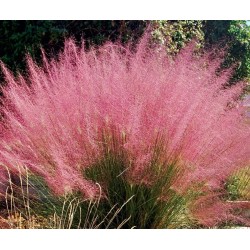 Seminte Colorgrass-MUHLENBERGIA capillaris Ruby 1000s