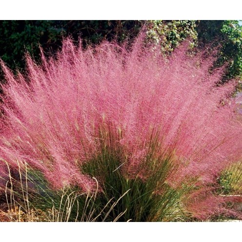 Seminte Colorgrass-MUHLENBERGIA capillaris Ruby 1000s