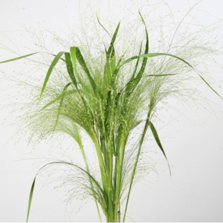 Seminte Colorgrass-PANICUM Fosted Explosion 1000 multidrajeuri