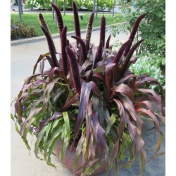 Seminte Colorgrass-PENNISETUM glaucum-Ornamental Millet Cooper Prince F1 -Mei ornamental