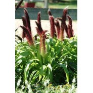 Seminte Colorgrass-PENNISETUM glaucum-Ornamental Millet Jade Princess F1 -Mei ornamental