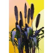 Seminte Colorgrass-PENNISETUM glaucum-Ornamental Millet Purple Baron F1 -Mei ornamental