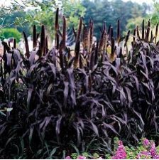 Seminte Colorgrass-PENNISETUM glaucum-Ornamental Millet Purple Majesty F1 -Mei ornamental