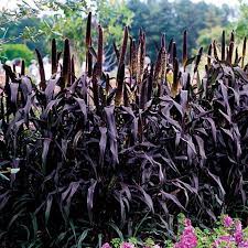 Seminte Colorgrass-PENNISETUM glaucum-Ornamental Millet Purple Majesty F1 -Mei ornamental