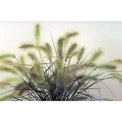 Seminte Colorgrass-PENNISETUM villosum Fluffy 1000s