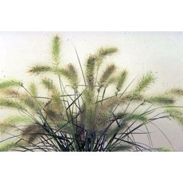 Seminte Colorgrass-PENNISETUM villosum Fluffy 1000s