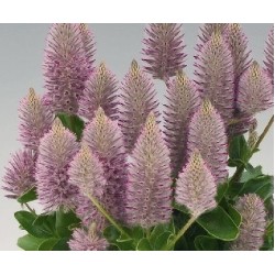 Seminte Colorgrass-PTILOTUS exaltatus Joey 500s