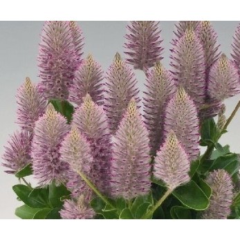 Seminte Colorgrass-PTILOTUS exaltatus Joey 500s