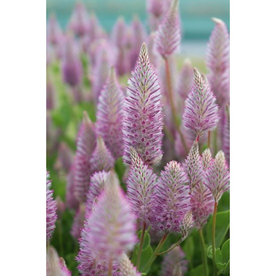 Seminte Colorgrass-PTILOTUS exaltatus Matilda 500s