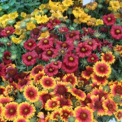 Seminte GAILLARDIA aristata SINGLE Flowered Mixture 10g