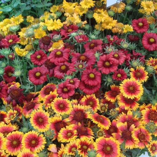 Seminte GAILLARDIA aristata SINGLE Flowered Mixture 10g
