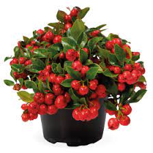 Seminte GAULTHERIA procumbens MERRY BERRY Red 500s