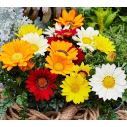 Seminte GAZANIA rigens ENORMA F1 Mix 1000s