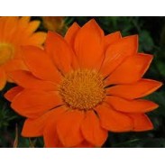 Seminte GAZANIA rigens ENORMA F1 Orange 1000s