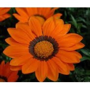Seminte GAZANIA rigens ENORMA F1 Orange with Ring 1000s