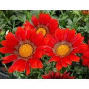 Seminte GAZANIA rigens ENORMA F1 Red with Ring1000s