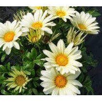 Seminte GAZANIA rigens ENORMA F1 Vanilla 1000s