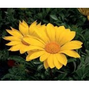 Seminte GAZANIA rigens ENORMA F1 Yellow 1000s