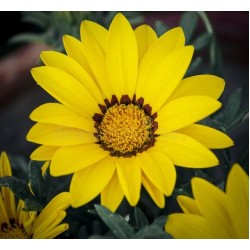 Seminte GAZANIA rigens ENORMA F1 Yellow with Ring 1000s